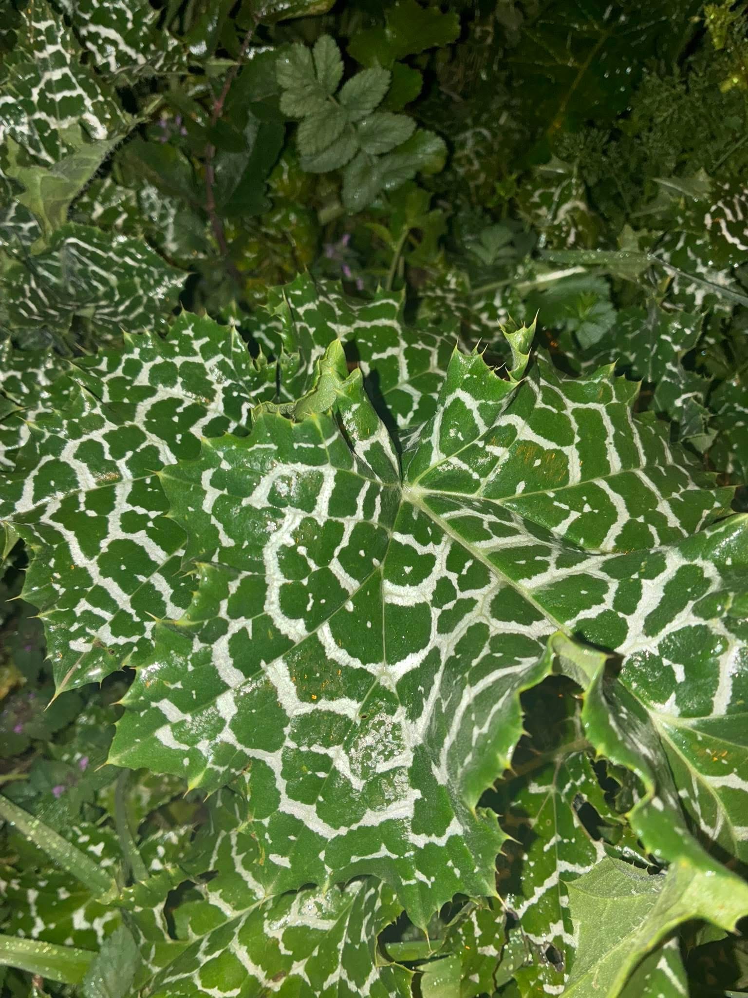 Silybum Marianum Deve Dikeni Meryem Ana Dikeni Yabandabiradam