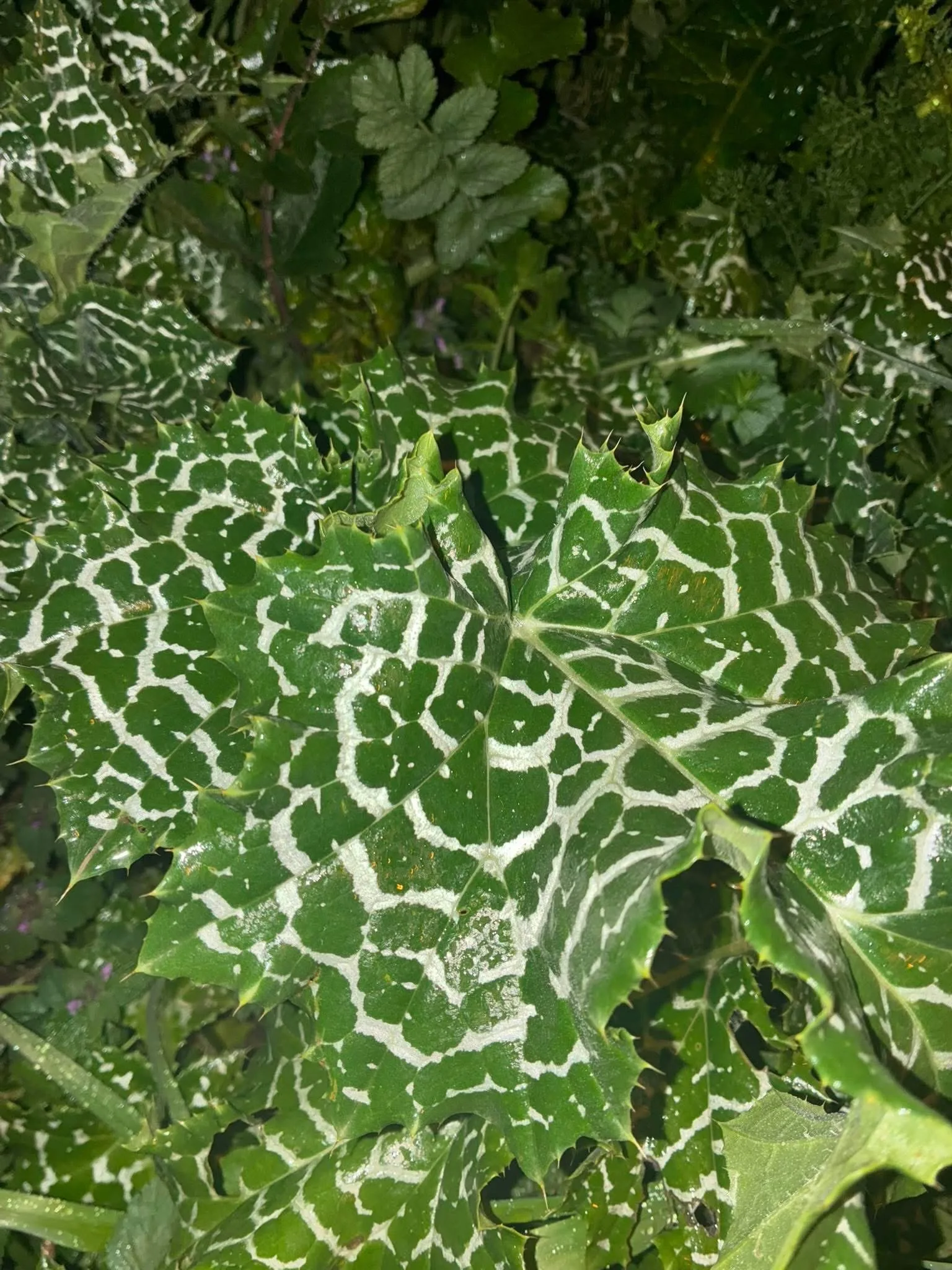 Silybum Marianum Deve Dikeni Meryem Ana Dikeni Yabandabiradam